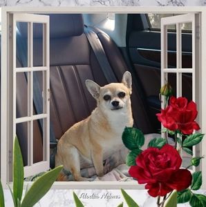 Meet your Posher, Rad